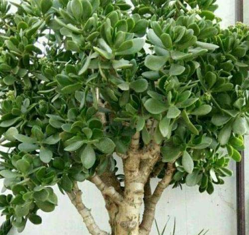 玉树的植物特性是什么？