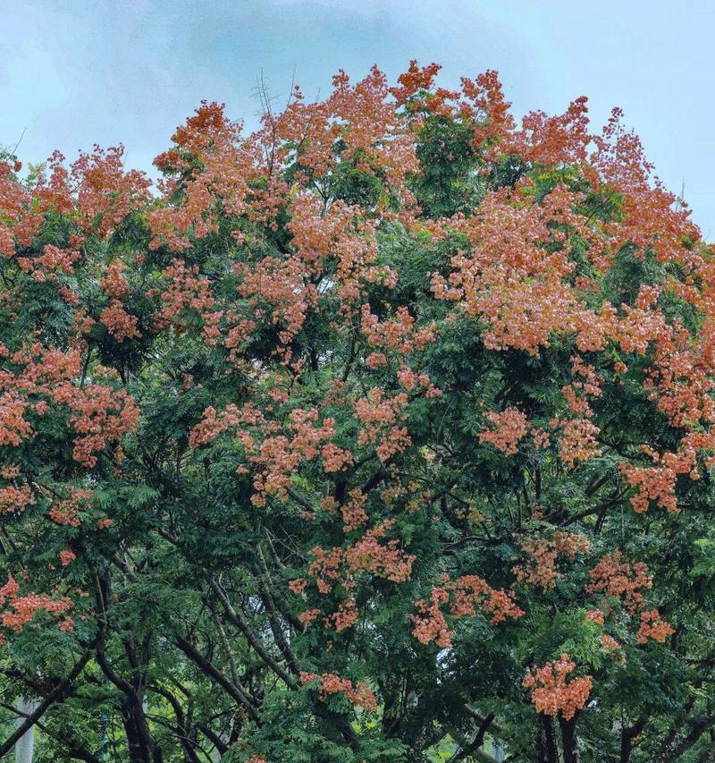 黄花栾树的花语有何象征意义？