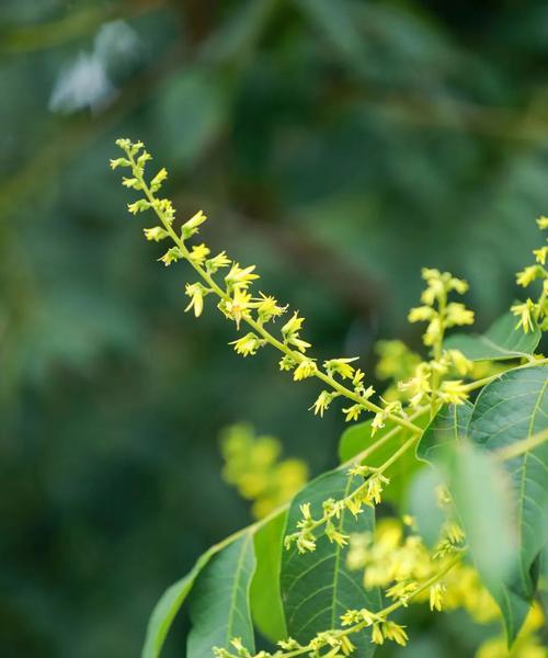 黄花栾树的花语有何象征意义？