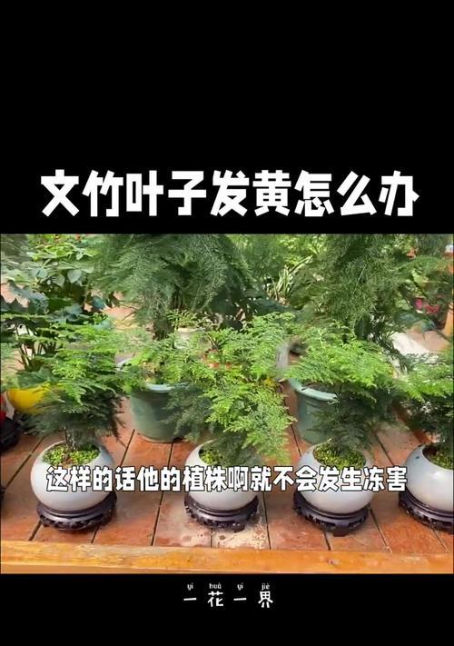 文竹叶子发黄的原因是什么？如何处理？