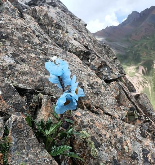 绿绒蒿的花语和别称是什么？