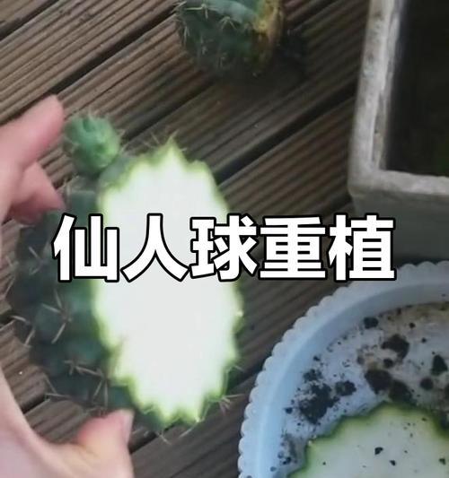 仙人球烂根的急救措施？如何预防仙人球烂根？
