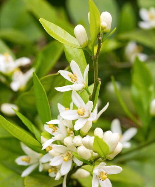 米兰花落叶的原因是什么？如何防止米兰花掉叶子？