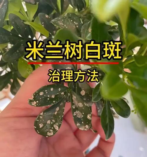米兰花落叶的原因是什么？如何防止米兰花掉叶子？