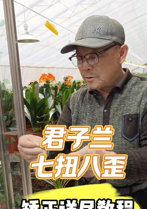 君子兰叶子歪斜了怎么矫正？如何保持其美观？