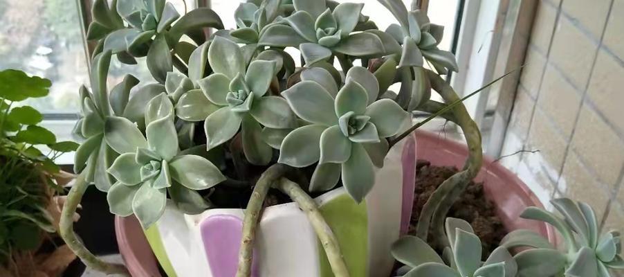 胧月多肉植物的养护方法是什么？