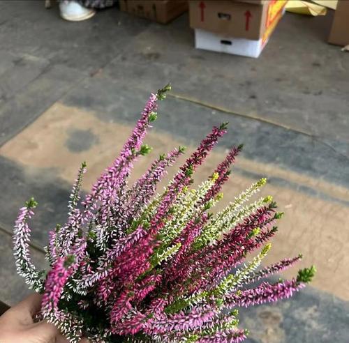 欧石楠的养殖环境要求是什么？如何保持其健康生长？