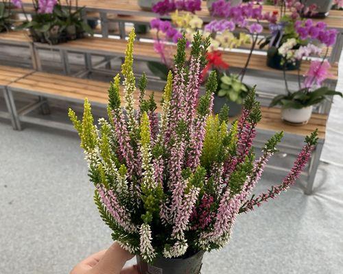 欧石楠的养殖环境要求是什么？如何保持其健康生长？