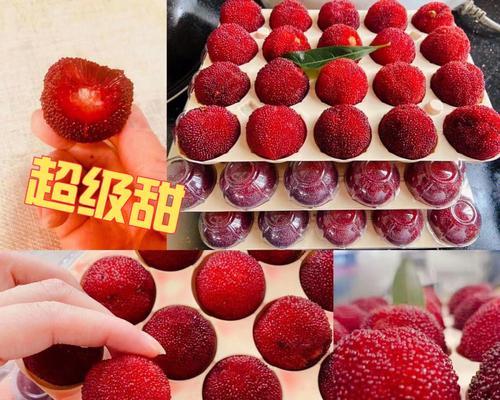 杨梅有哪些不同的品种？不同品种的杨梅有何特点？