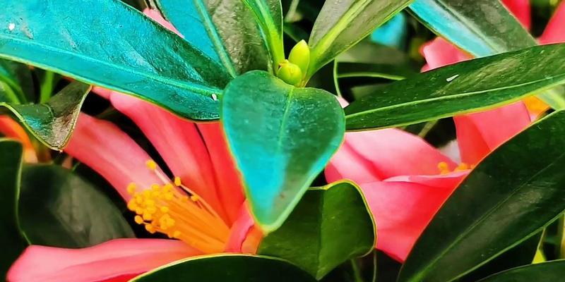 茶花如何养殖？需要注意哪些环境条件？