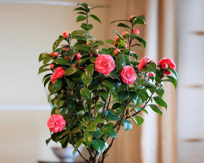 茶花如何养殖？需要注意哪些环境条件？