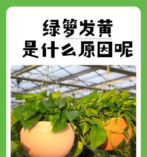 绿箩叶子尖发黄的原因是什么？如何解决绿箩叶子尖发黄的问题？