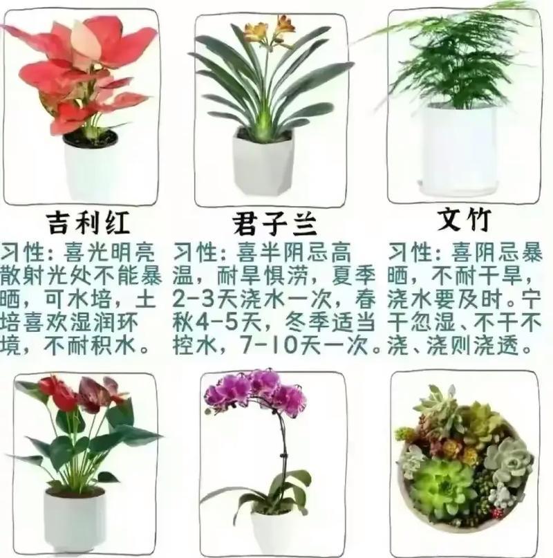 摘种满花的花语能表达哪些情感？
