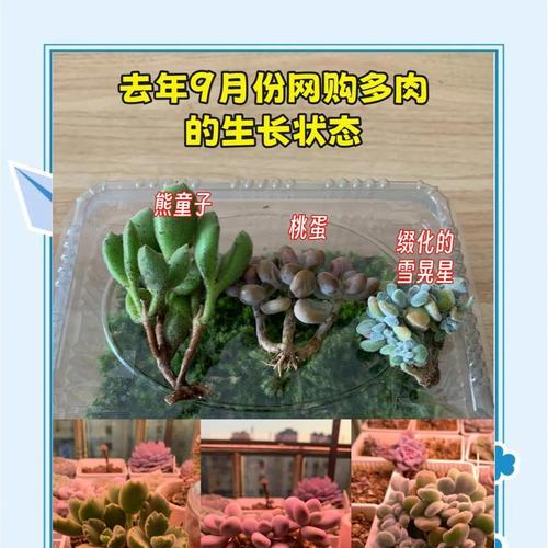 多肉植物晾根的正确方法是什么？