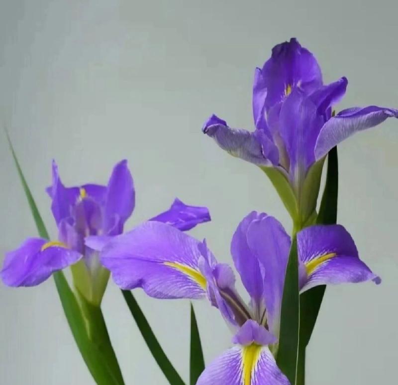 鸢尾花与其他花的花语有何不同？