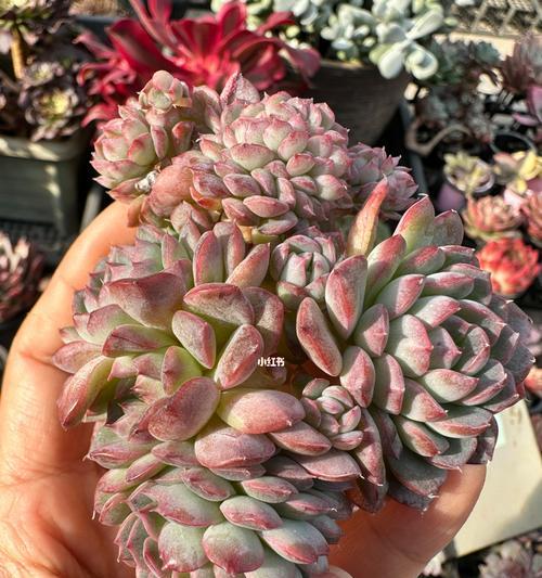 多肉植物晾根的正确方法是什么？