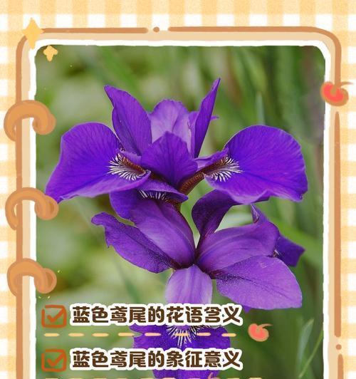 鸢尾花与其他花的花语有何不同？