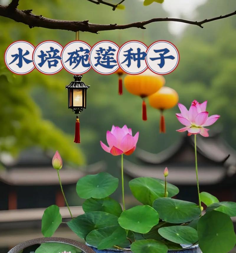 碗莲的定义是什么？碗莲有哪些特点？