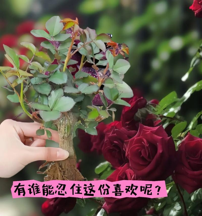 请爱我的人对应的花语是什么？
