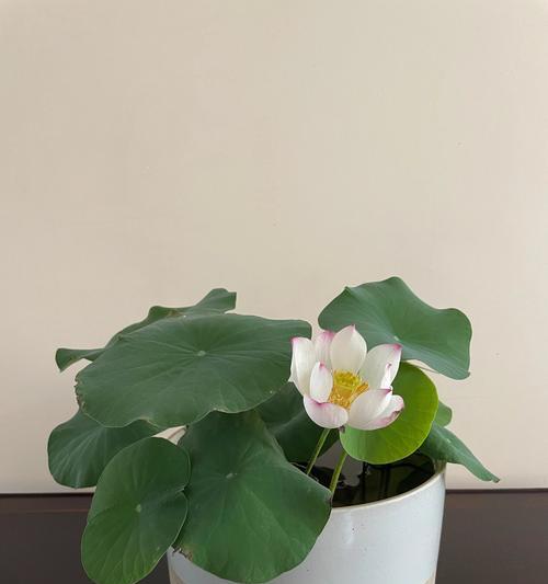 碗莲的定义是什么？碗莲有哪些特点？