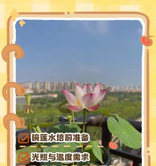 碗莲的定义是什么？碗莲有哪些特点？
