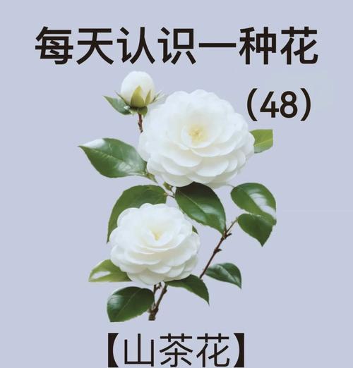 请爱我的人对应的花语是什么？