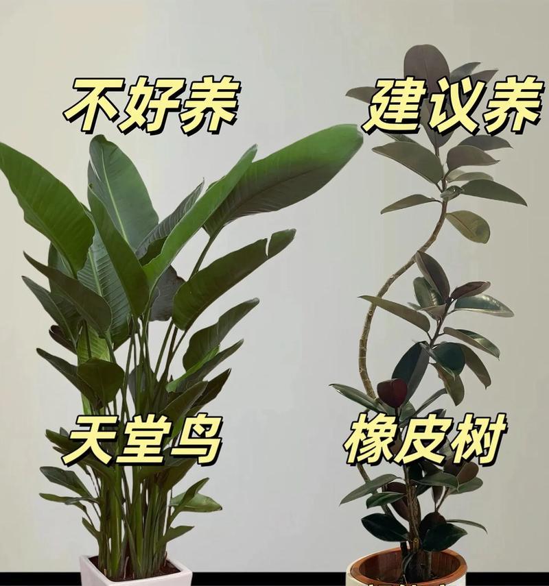 白玉兰的养殖方法是什么？如何确保白玉兰健康生长？