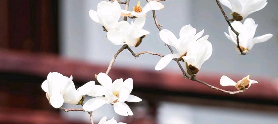 白玉兰的养殖方法是什么？如何确保白玉兰健康生长？