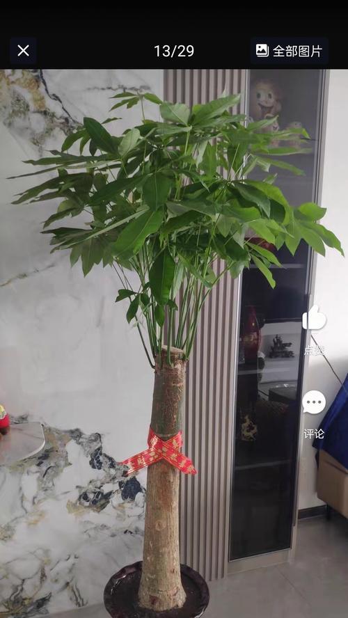发财树的室内养殖技巧是什么？如何让发财树长得更茂盛？