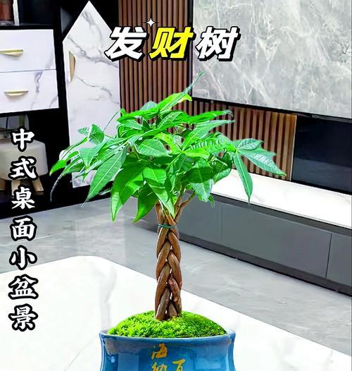 发财树的室内养殖技巧是什么？如何让发财树长得更茂盛？