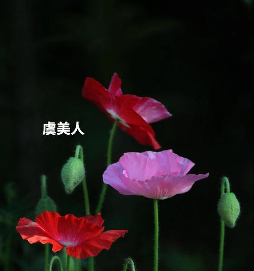 哪种花语代表自信大胆的人？它传递了怎样的信息？