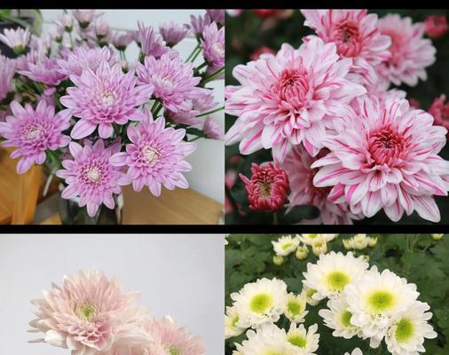 夏天什么花会盛开？如何照料这些夏季花卉？