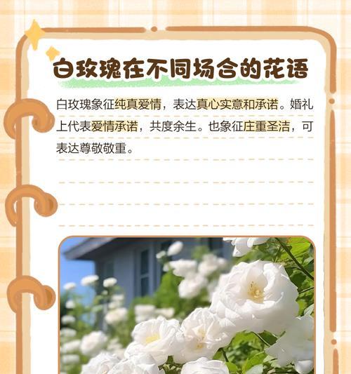 白玫瑰染黑边的花语有何深意？