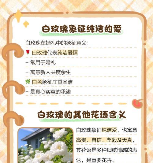 白玫瑰染黑边的花语有何深意？
