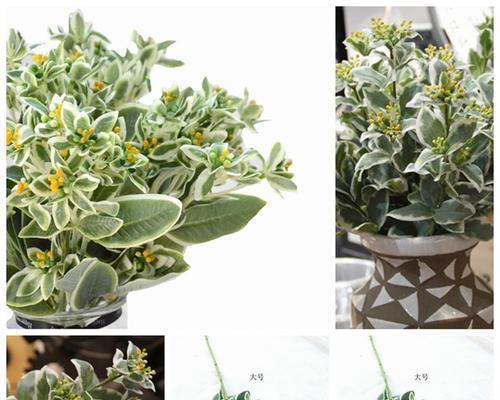 插花配草的作用是什么？它们如何提升花艺作品？