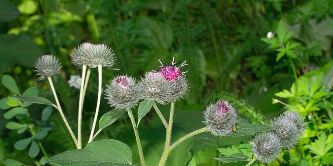 白色蓟花的花语是什么花？白色蓟花在花语中扮演什么角色？