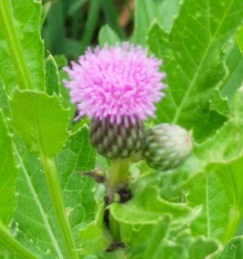 白色蓟花的花语是什么花？白色蓟花在花语中扮演什么角色？