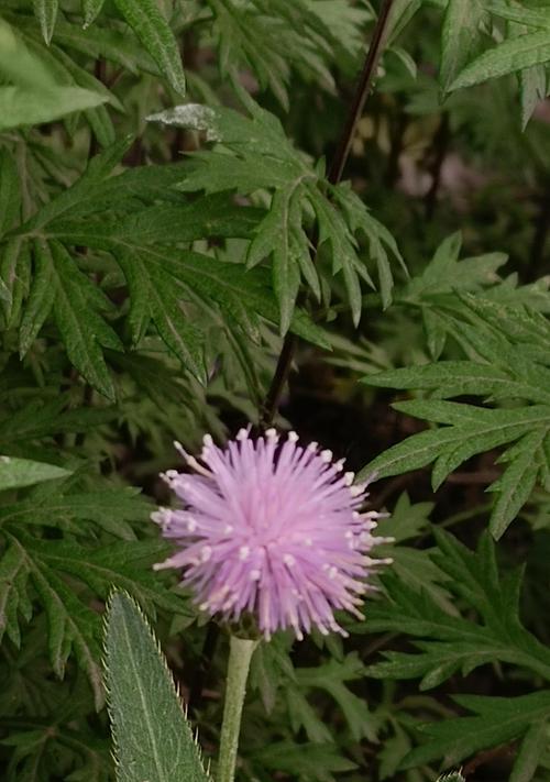 白色蓟花的花语是什么花？白色蓟花在花语中扮演什么角色？