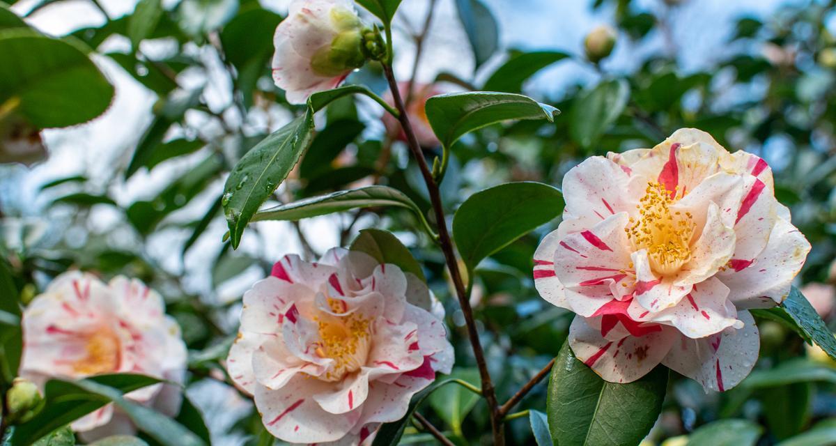 茶花的主要品种有哪些？茶花品种的特点是什么？