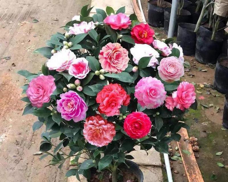 茶花的主要品种有哪些？茶花品种的特点是什么？