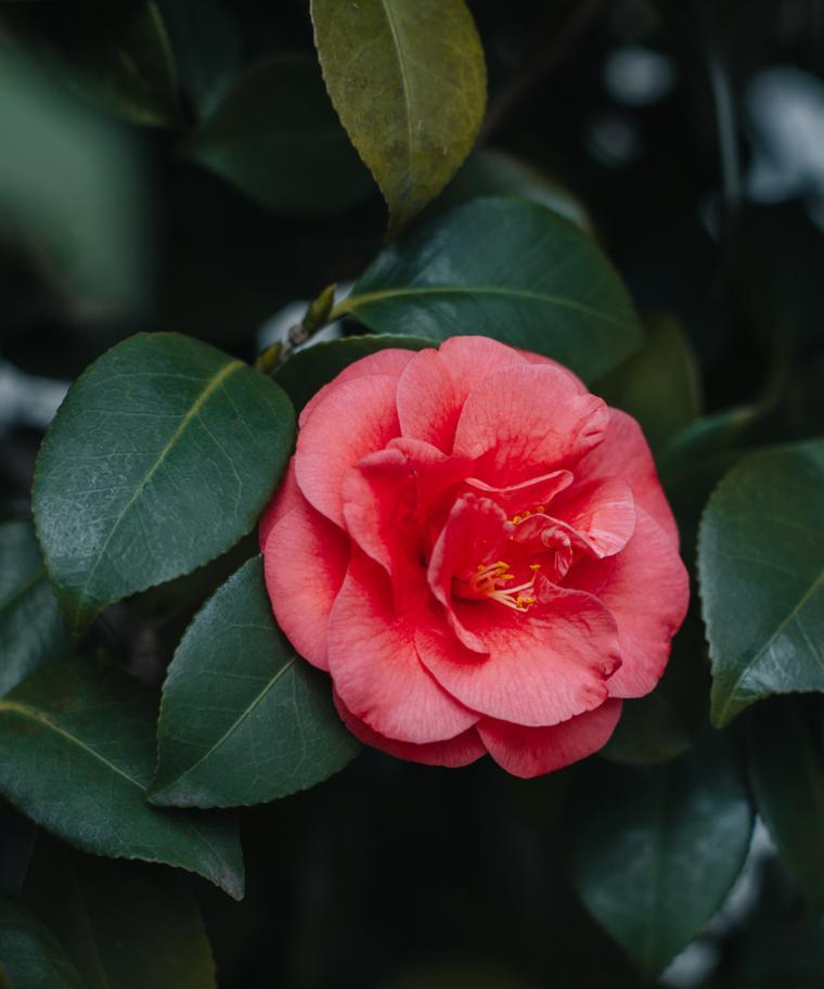 茶花的主要品种有哪些？茶花品种的特点是什么？