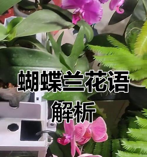 蝴蝶兰话语花语代表什么含义？