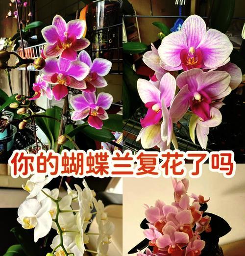蝴蝶兰话语花语代表什么含义？