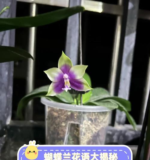 蝴蝶兰话语花语代表什么含义？