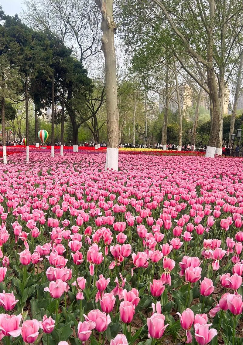 明日花的寓意和花语是什么？如何用花语表达希望？