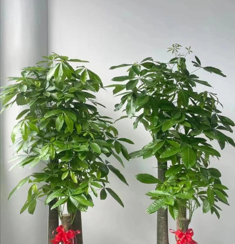 如何让家里的发财树长得更旺盛？有哪些养护秘诀？