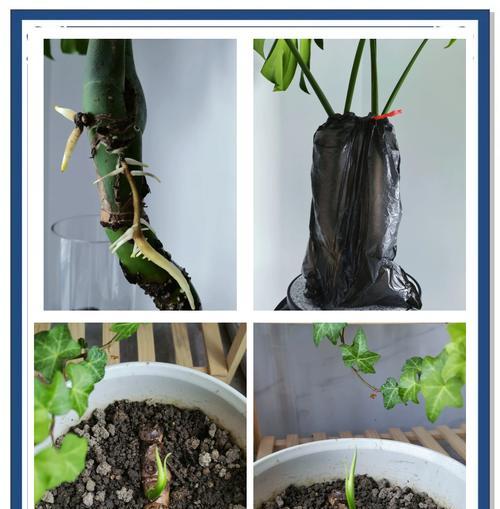 转运竹如何生根？促进转运竹快速生根的方法？