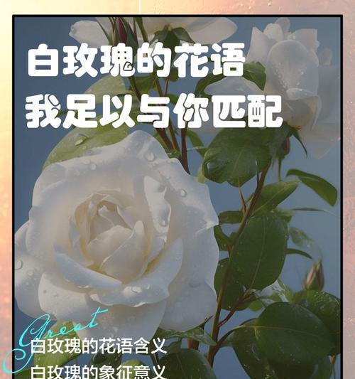 12朵白玫瑰的花语是什么？送12朵白玫瑰有何特殊意义？