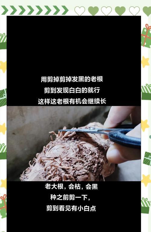 转运竹如何生根？促进转运竹快速生根的方法？