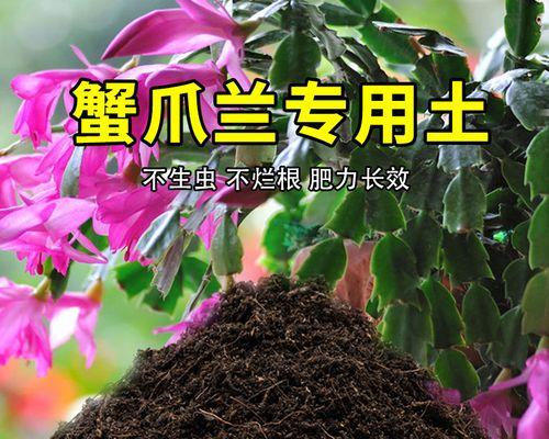 蟹爪兰施肥的正确方法是什么？应该使用什么肥料？